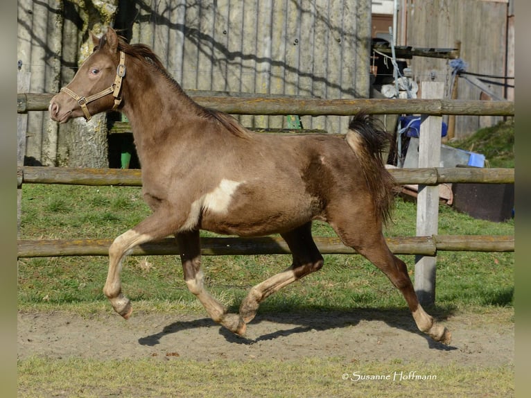 Koń półkrwi arabskiej (Arabian Partbred) Klacz 2 lat 156 cm Tobiano wszelkich maści in Mörsdorf