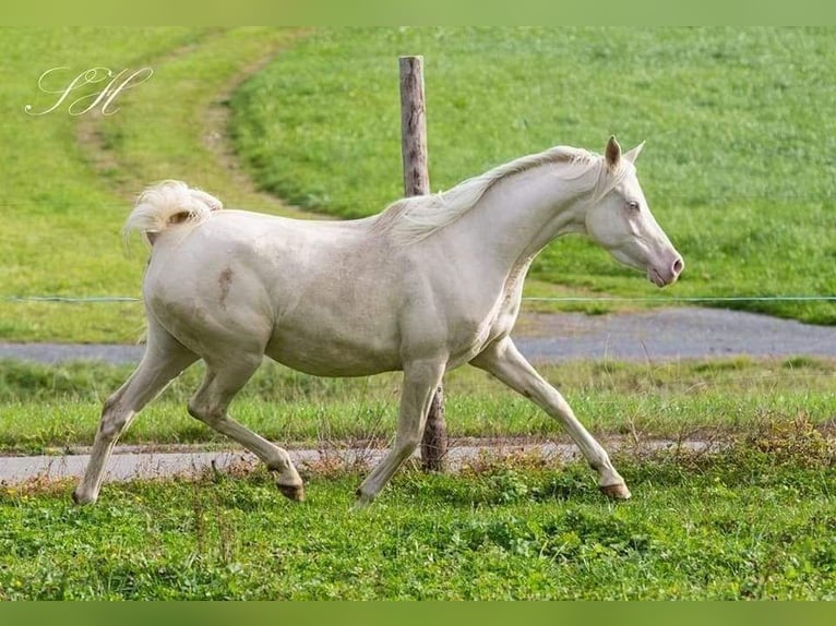 Koń półkrwi arabskiej (Arabian Partbred) Klacz 2 lat 158 cm Cremello in Hagendorn