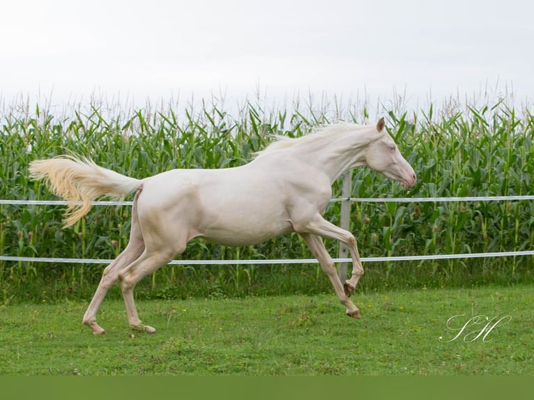 Koń półkrwi arabskiej (Arabian Partbred) Klacz 2 lat 158 cm Cremello in Hagendorn