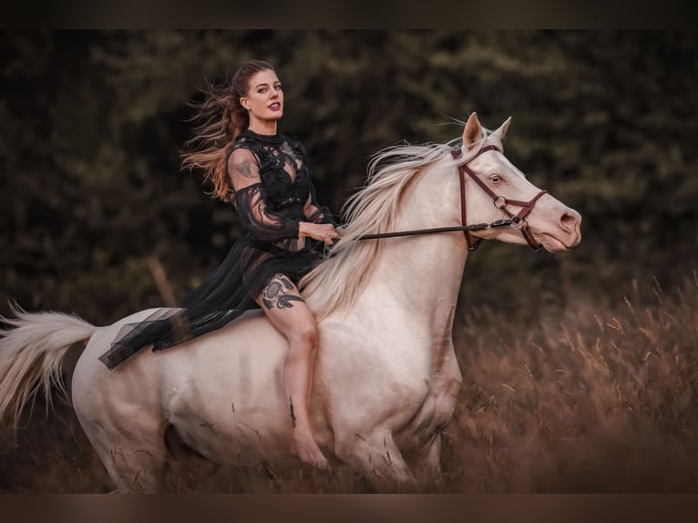 Koń półkrwi arabskiej (Arabian Partbred) Klacz 2 lat 158 cm Cremello in Hagendorn