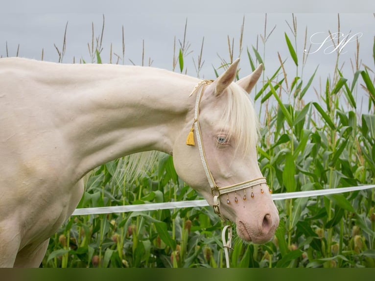 Koń półkrwi arabskiej (Arabian Partbred) Klacz 2 lat 158 cm Cremello in Hagendorn