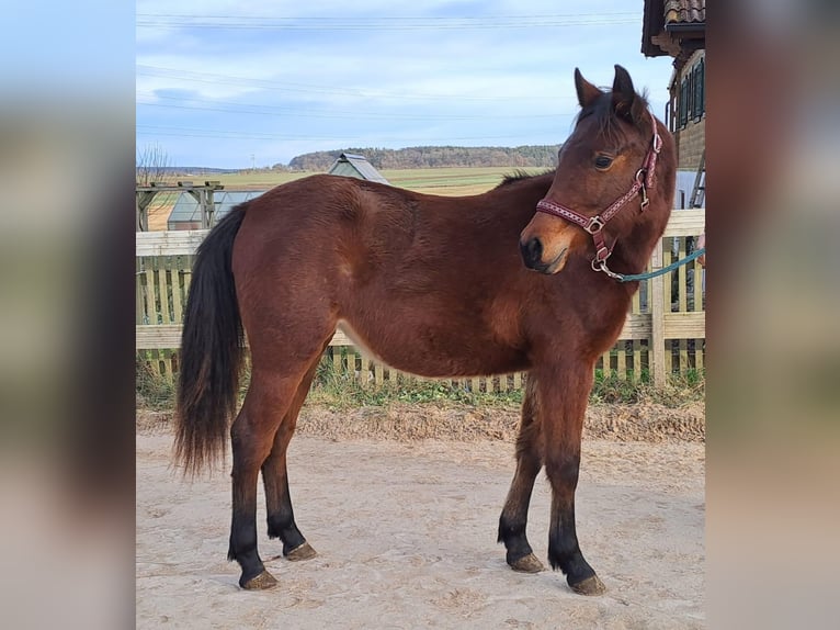 Koń półkrwi arabskiej (Arabian Partbred) Klacz 2 lat Gniada in Langenfeld