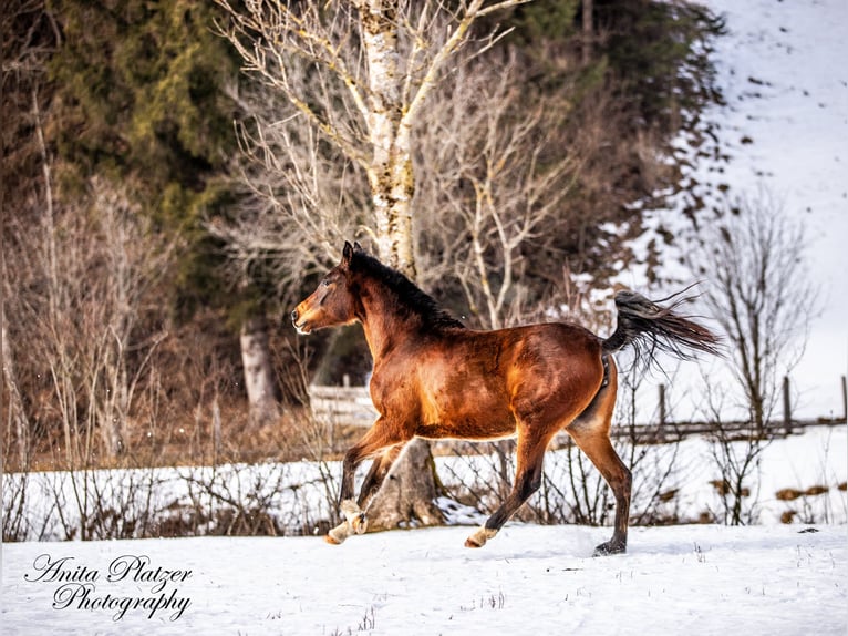 Koń półkrwi arabskiej (Arabian Partbred) Klacz 2 lat in Rauris