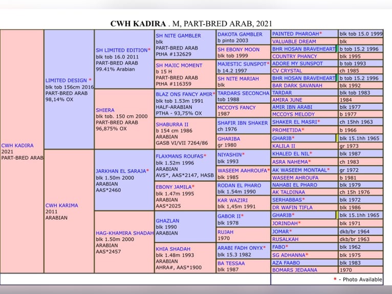 Koń półkrwi arabskiej (Arabian Partbred) Klacz 3 lat 150 cm Srokata in Augsburg