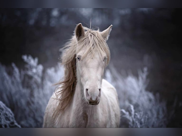 Koń półkrwi arabskiej (Arabian Partbred) Klacz 3 lat in Stelzenberg