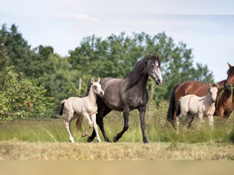 Koń półkrwi arabskiej (Arabian Partbred) Klacz 3 lat in Stelzenberg