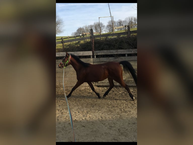 Koń półkrwi arabskiej (Arabian Partbred) Klacz 4 lat 150 cm Gniada in Gummersbach