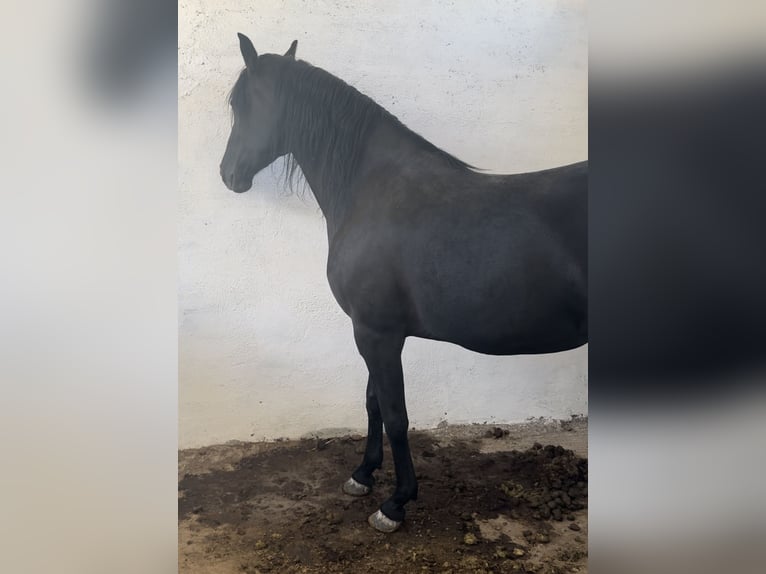 Koń półkrwi arabskiej (Arabian Partbred) Klacz 4 lat 166 cm Kara in fkih ben salah