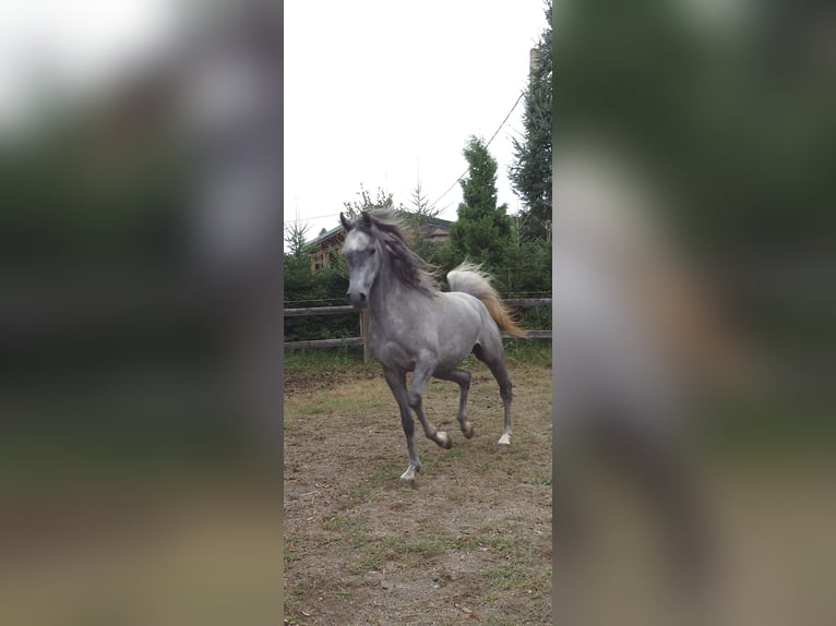 Koń półkrwi arabskiej (Arabian Partbred) Klacz 4 lat Siwa in Barcani