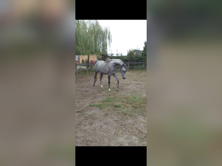 Koń półkrwi arabskiej (Arabian Partbred) Klacz 4 lat Siwa in Barcani