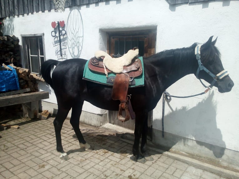 Koń półkrwi arabskiej (Arabian Partbred) Klacz 5 lat 140 cm Gniada in Ahrensboek
