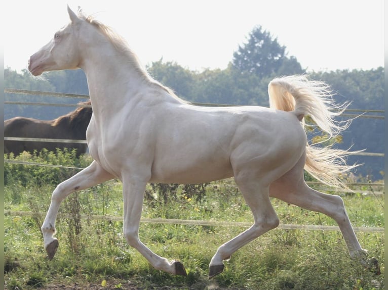 Koń półkrwi arabskiej (Arabian Partbred) Klacz 8 lat 155 cm Jelenia in Hamburg