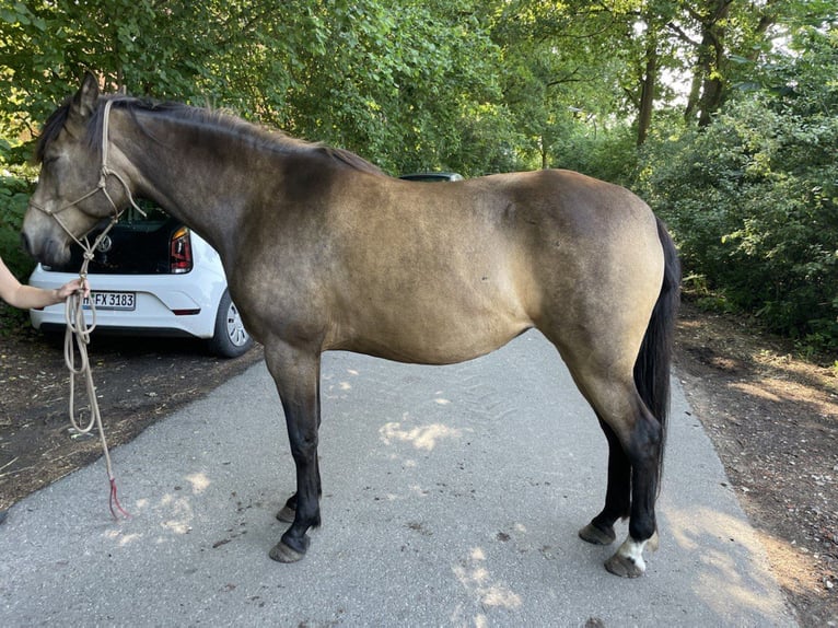 Koń półkrwi arabskiej (Arabian Partbred) Klacz 8 lat 155 cm Jelenia in Hamburg
