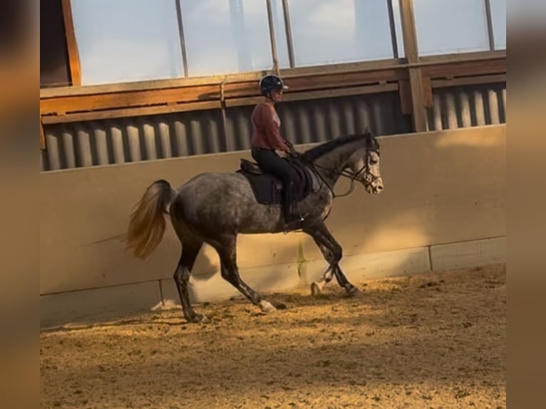 Koń półkrwi arabskiej (Arabian Partbred) Klacz 8 lat 161 cm Siwa jabłkowita in Frankfurt am MainFrankfurt