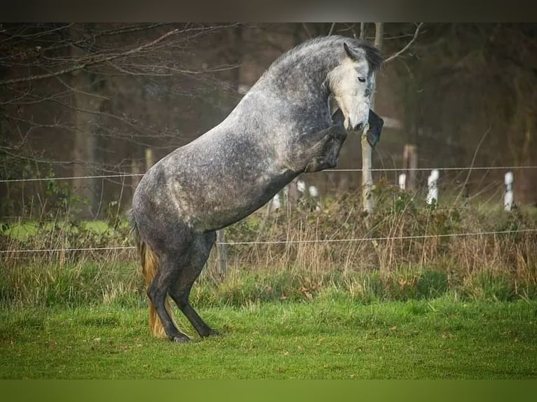 Koń półkrwi arabskiej (Arabian Partbred) Mix Klacz 9 lat 147 cm Siwa jabłkowita in Neukirchen-Vluyn