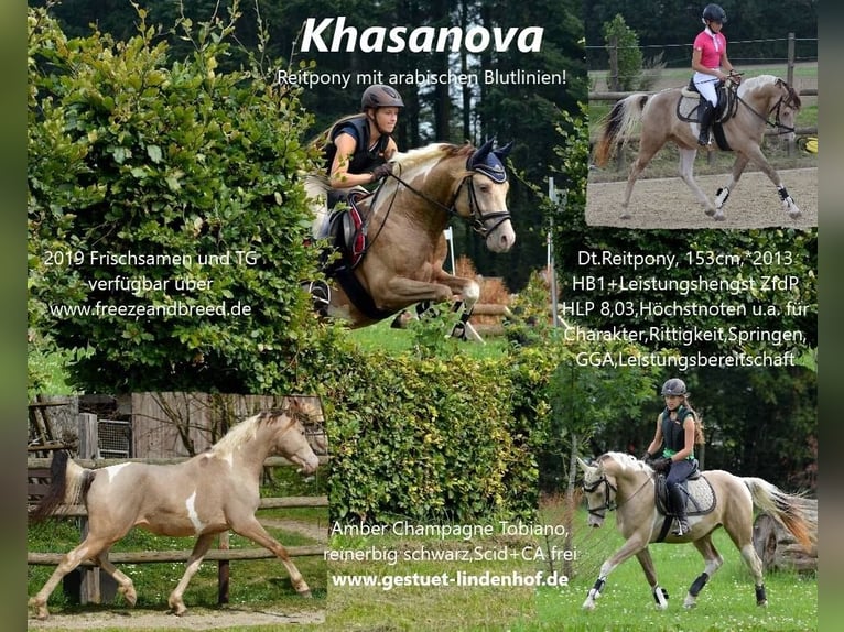 Koń półkrwi arabskiej (Arabian Partbred) Klacz Źrebak (06/2024) 148 cm Szampańska in Erichem