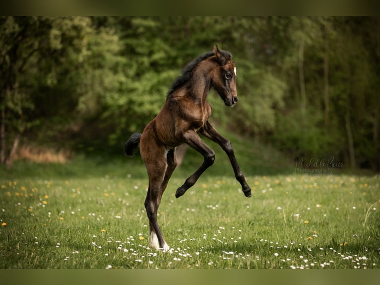 Koń półkrwi arabskiej (Arabian Partbred) Klacz Źrebak (04/2024) 150 cm Formy Brown Falb in Witzenhausen