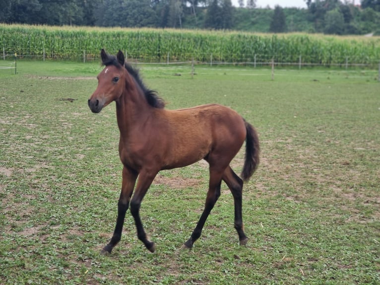 Koń półkrwi arabskiej (Arabian Partbred) Klacz Źrebak (04/2024) 155 cm Gniada in Engelsberg