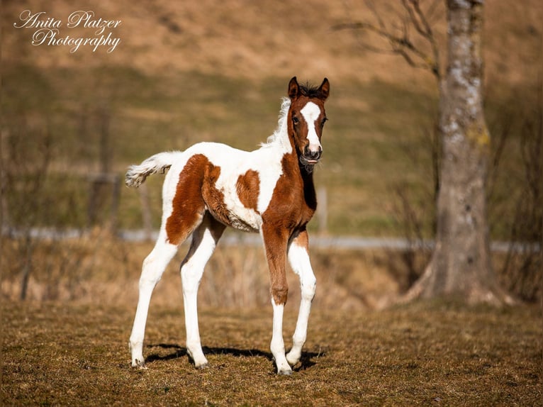 Koń półkrwi arabskiej (Arabian Partbred) Klacz  Srokata in Rauris