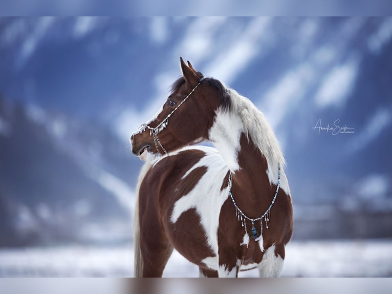 Koń półkrwi arabskiej (Arabian Partbred) Klacz  Srokata in Rauris