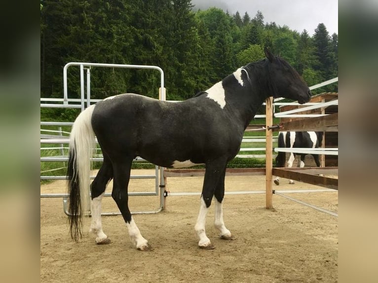 Koń półkrwi arabskiej (Arabian Partbred) Ogier 10 lat 156 cm Srokata in Rot an der Rot