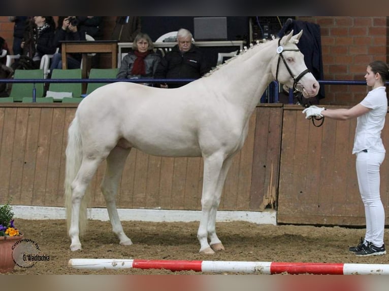 Koń półkrwi arabskiej (Arabian Partbred) Ogier 13 lat 159 cm Cremello in Lüdersdorf