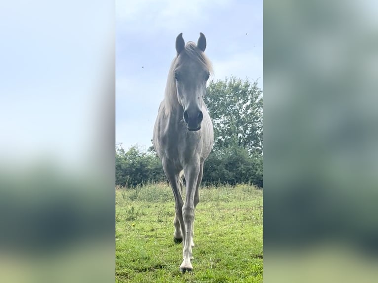 Koń półkrwi arabskiej (Arabian Partbred) Ogier 1 Rok Biała in Neunkirchen