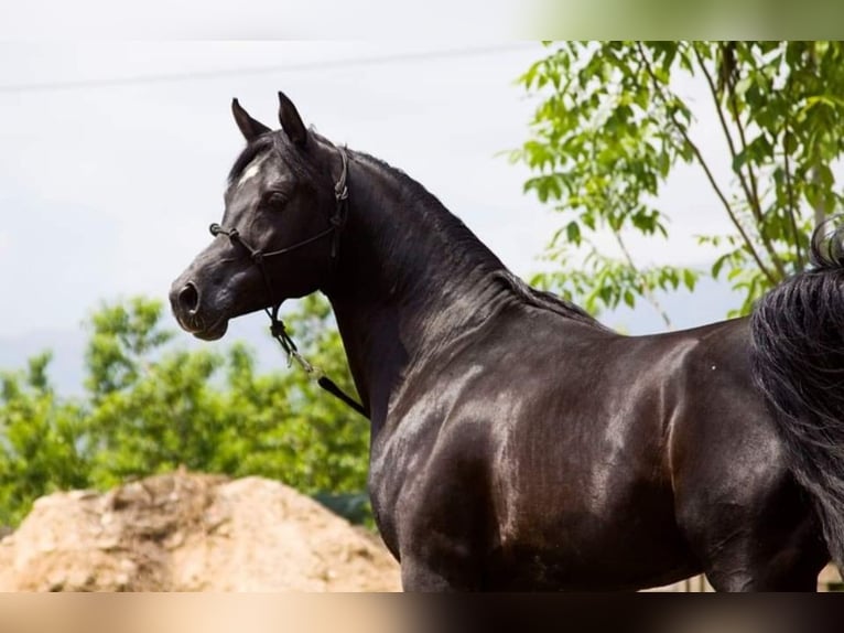 Koń półkrwi arabskiej (Arabian Partbred) Ogier 2 lat 143 cm in Katerini