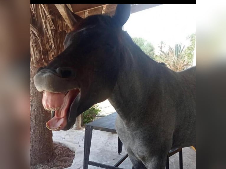 Koń półkrwi arabskiej (Arabian Partbred) Ogier 4 lat Może być siwy in Hammamet