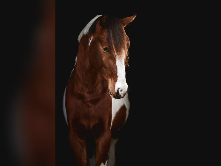 Koń półkrwi arabskiej (Arabian Partbred) Ogier Srokata in Nuland