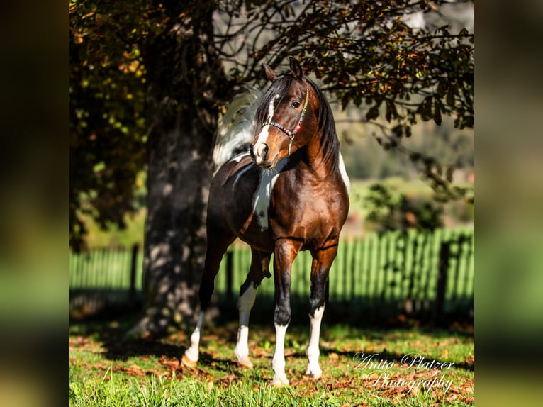 Koń półkrwi arabskiej (Arabian Partbred) Ogier Srokata in Rauris