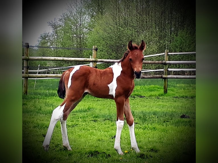 Koń półkrwi arabskiej (Arabian Partbred) Ogier Źrebak (04/2024) 150 cm Tobiano wszelkich maści in Sulingen