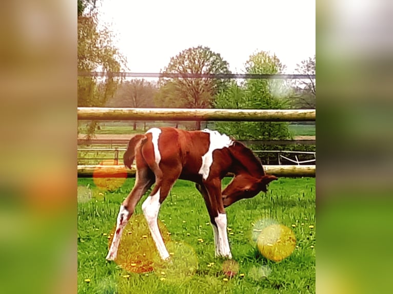 Koń półkrwi arabskiej (Arabian Partbred) Ogier Źrebak (04/2024) 150 cm Tobiano wszelkich maści in Sulingen