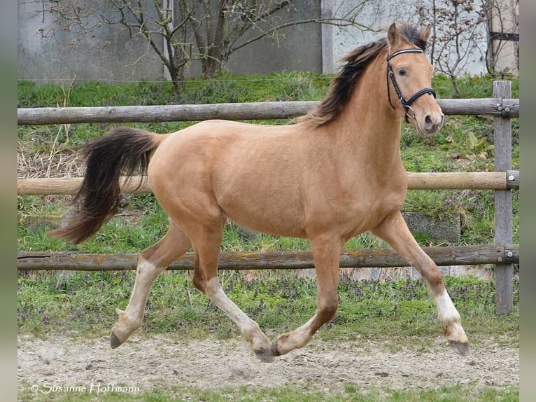 Koń półkrwi arabskiej (Arabian Partbred) Ogier Źrebak (03/2024) 152 cm Tobiano wszelkich maści in Mörsdorf