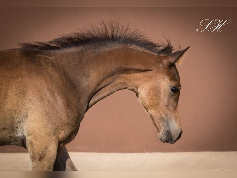 Koń półkrwi arabskiej (Arabian Partbred) Ogier Źrebak (06/2024) 154 cm in Coswig (Anhalt)