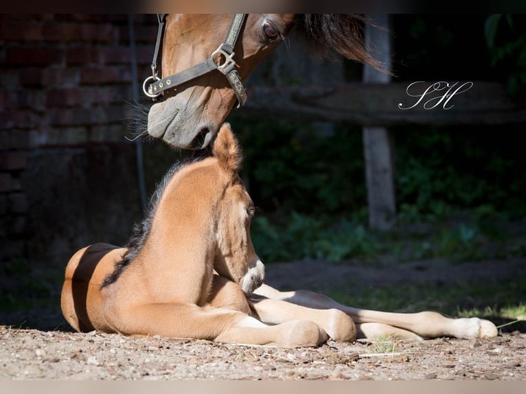 Koń półkrwi arabskiej (Arabian Partbred) Ogier Źrebak (06/2024) 154 cm in Coswig (Anhalt)