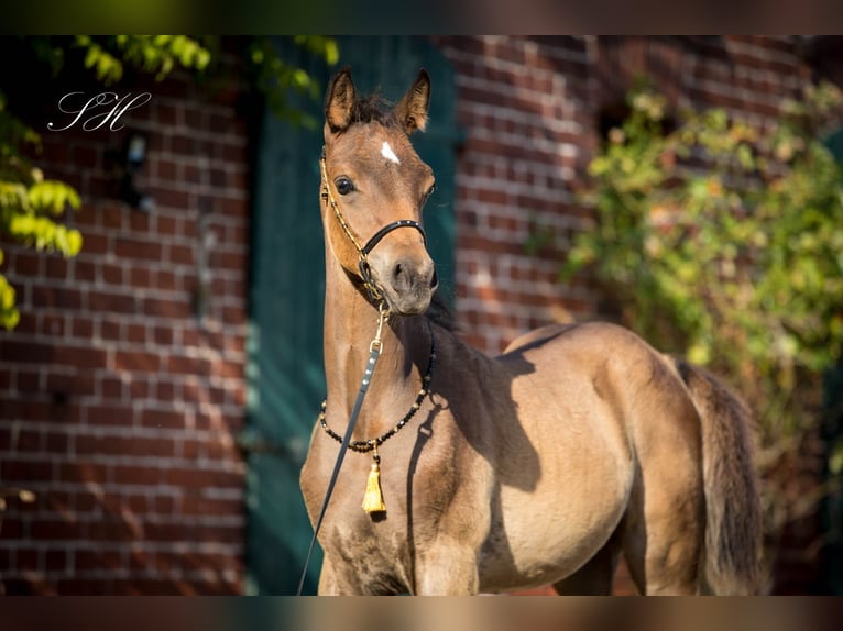 Koń półkrwi arabskiej (Arabian Partbred) Ogier Źrebak (06/2024) 154 cm in Coswig (Anhalt)