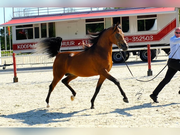 Koń półkrwi arabskiej (Arabian Partbred) Ogier Źrebak (03/2024) 155 cm Gniada in Mörsdorf