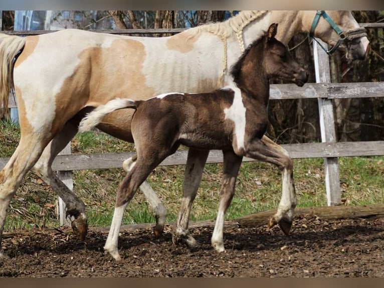 Koń półkrwi arabskiej (Arabian Partbred) Ogier Źrebak (02/2024) 155 cm Tobiano wszelkich maści in Plaschischen