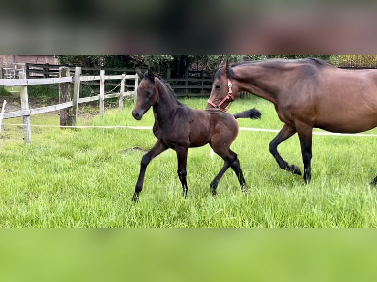 Koń półkrwi arabskiej (Arabian Partbred) Ogier Źrebak (05/2024) Siwa in Panningen