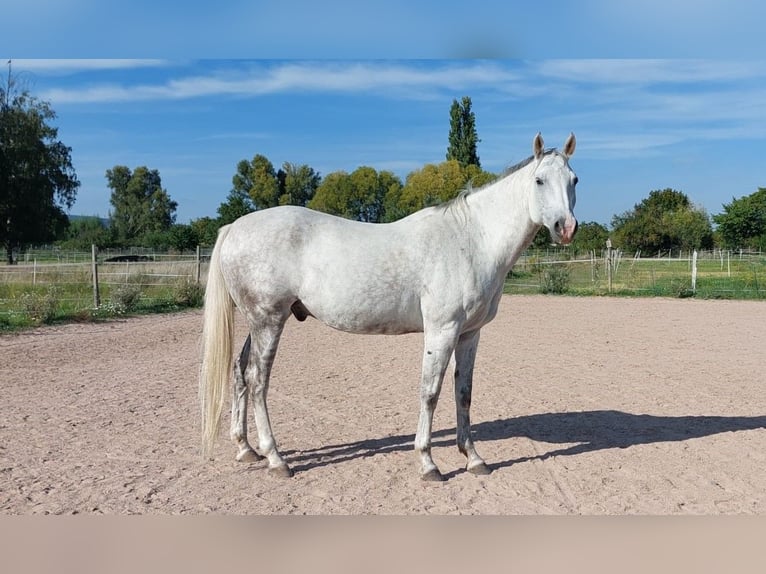 Koń półkrwi arabskiej (Arabian Partbred) Wałach 10 lat 165 cm Siwa in Neustadt an der Weinstraße