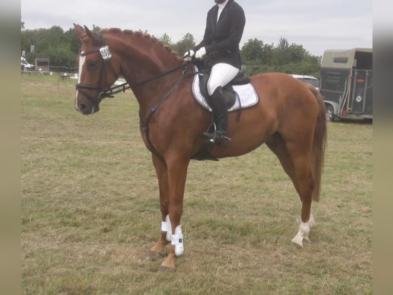 Koń półkrwi arabskiej (Arabian Partbred) Wałach 11 lat 166 cm Kasztanowata in Süsel