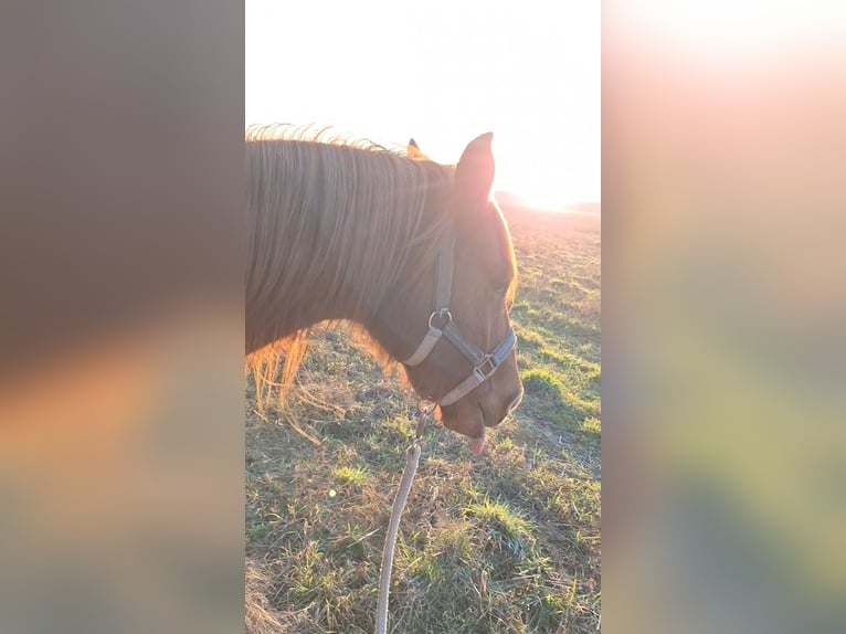 Koń półkrwi arabskiej (Arabian Partbred) Wałach 12 lat 145 cm Kasztanowata in Perleberg