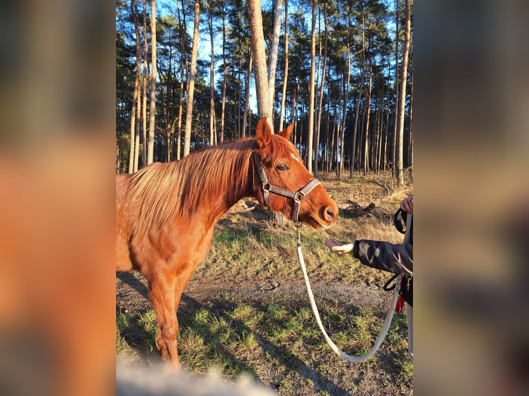 Koń półkrwi arabskiej (Arabian Partbred) Wałach 12 lat 145 cm Kasztanowata in Perleberg