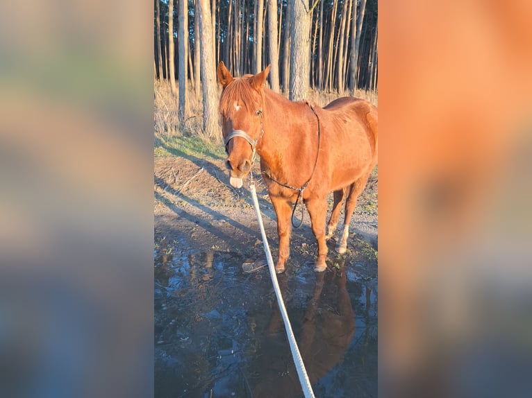 Koń półkrwi arabskiej (Arabian Partbred) Wałach 12 lat 145 cm Kasztanowata in Perleberg