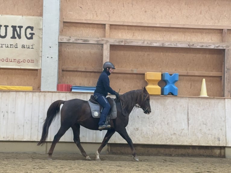 Koń półkrwi arabskiej (Arabian Partbred) Wałach 12 lat 153 cm Kasztanowata in Rot an der Rot