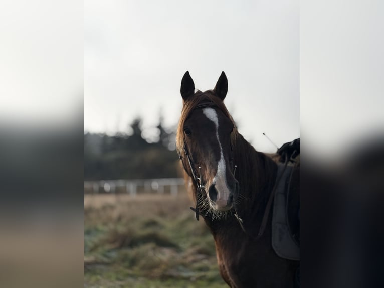 Koń półkrwi arabskiej (Arabian Partbred) Wałach 12 lat 153 cm Kasztanowata in Rot an der Rot