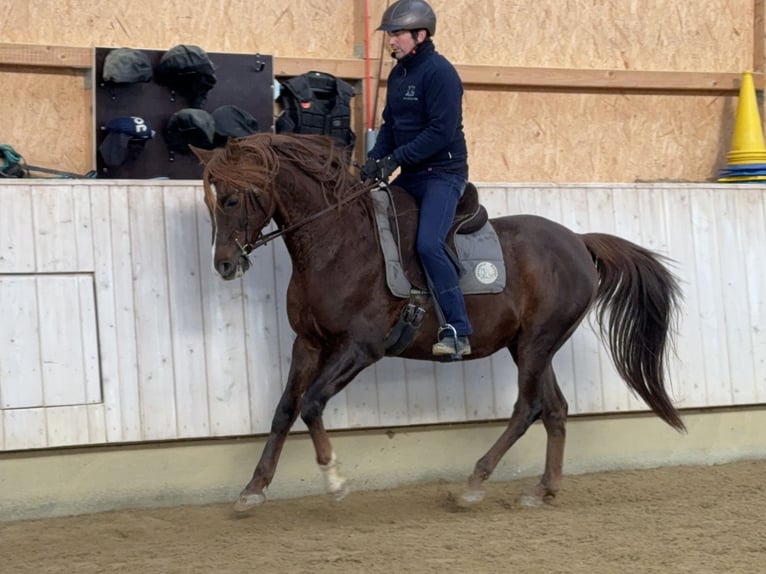 Koń półkrwi arabskiej (Arabian Partbred) Wałach 12 lat 153 cm Kasztanowata in Rot an der Rot