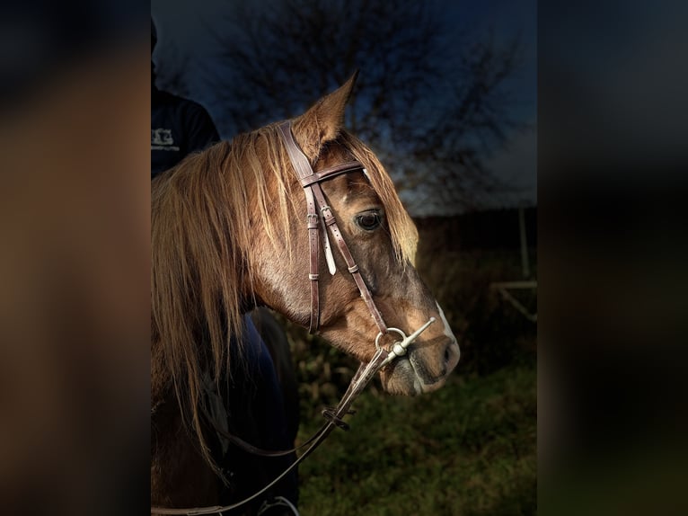 Koń półkrwi arabskiej (Arabian Partbred) Wałach 13 lat 153 cm Kasztanowata in Rot an der Rot