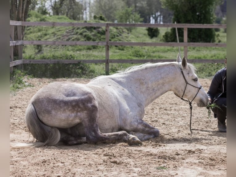 Koń półkrwi arabskiej (Arabian Partbred) Wałach 13 lat 155 cm Siwa in Oberkrämer